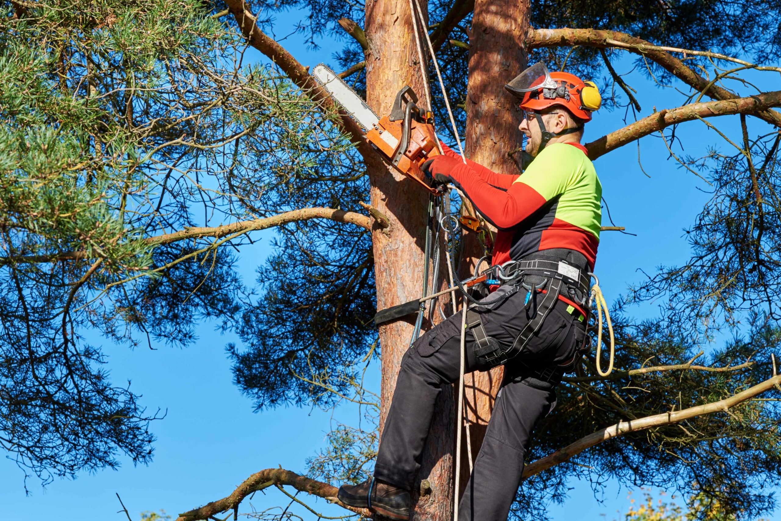 Comprehensive Arborist Services in Sydney: From Inner West to Eastern Suburbs