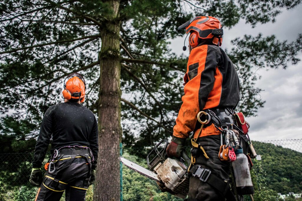 Comprehensive Arborist