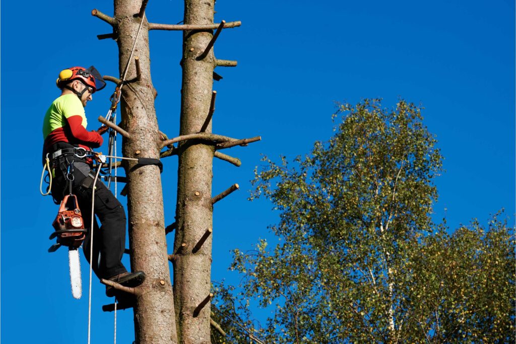 Arborist cutting the tree