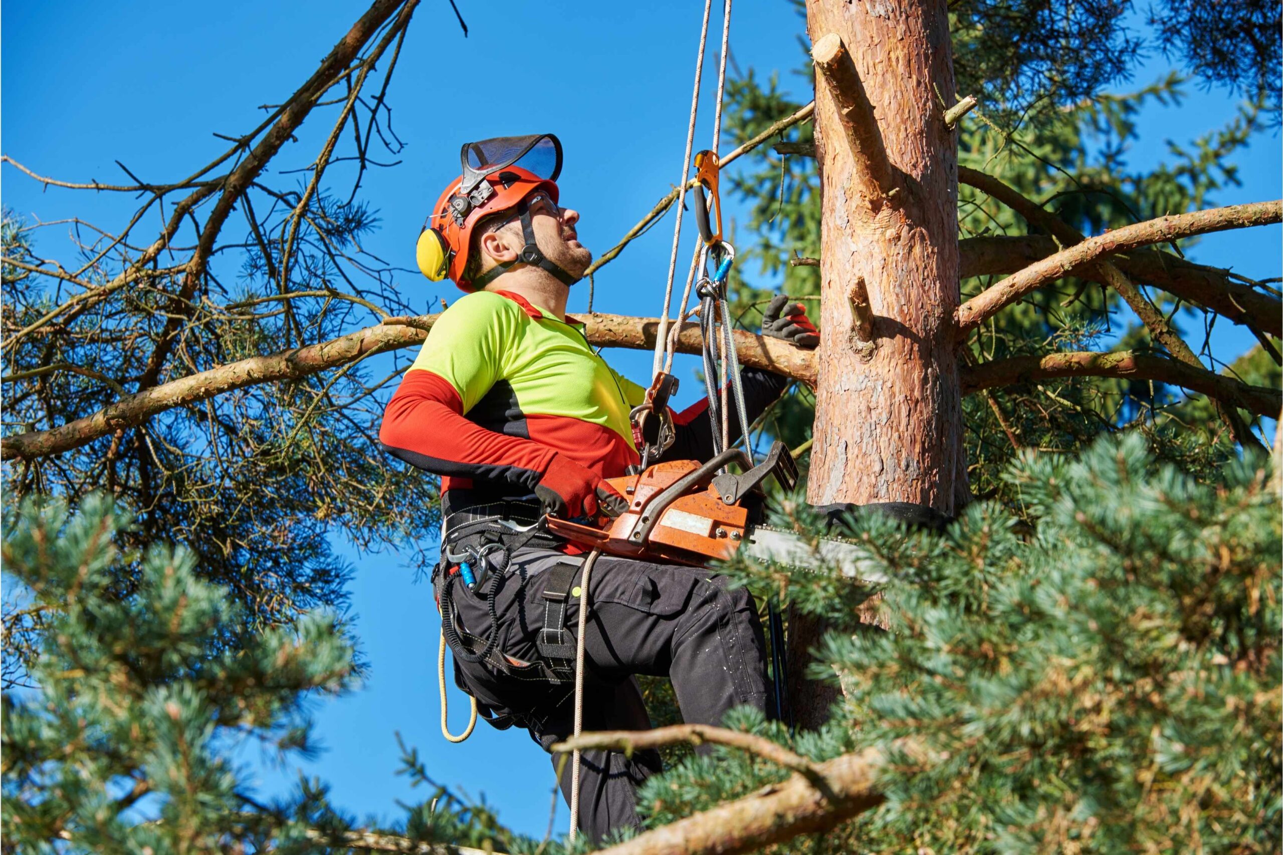 Project Arborist Sydney: Ensuring the Health of Your Urban Landscape