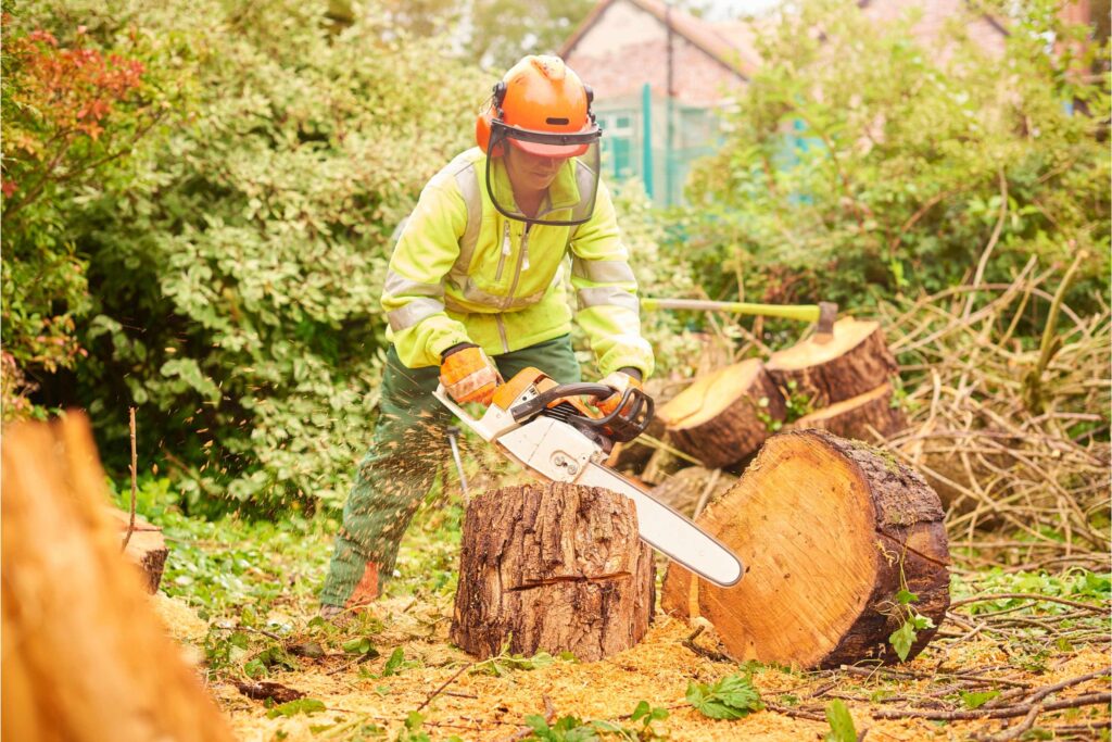 Project Arborist cutting a huge tree