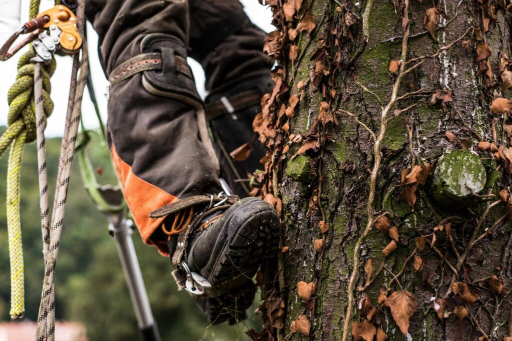 Arborist climbing on the tree