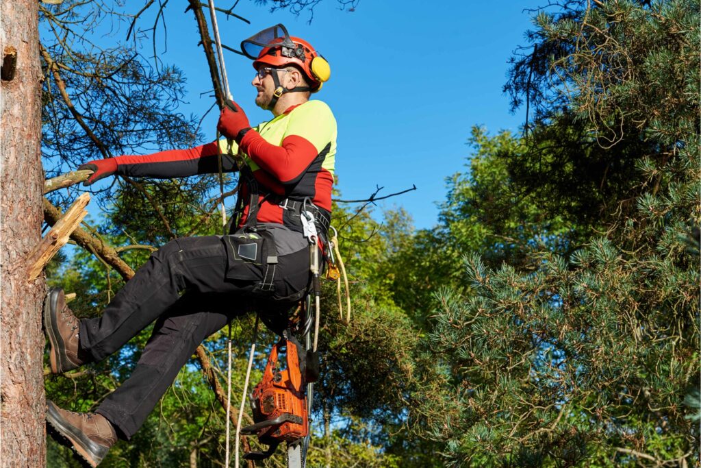 a professional Arborist triming the tree