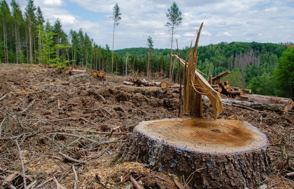 tree removal