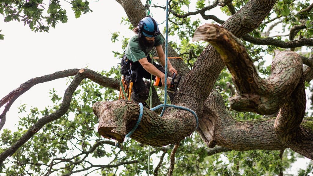 homeowners-insurance-cover-tree-removal