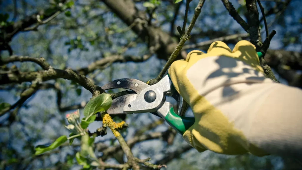 Tree-Pruning