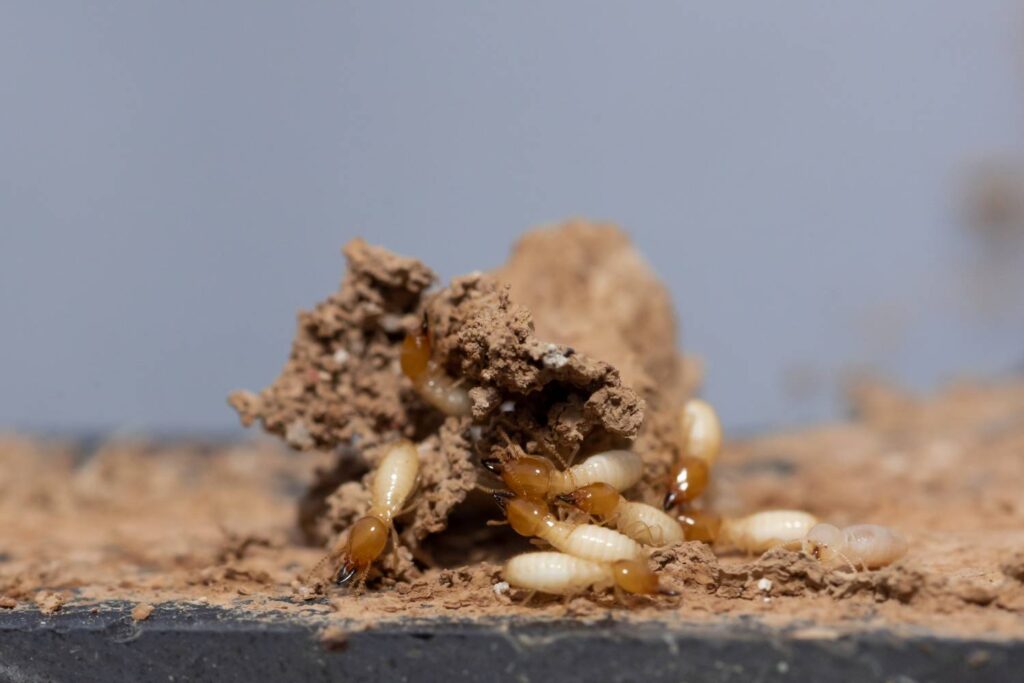 Termite Protection Sydney: 5 Mistakes Homeowners Should Avoid