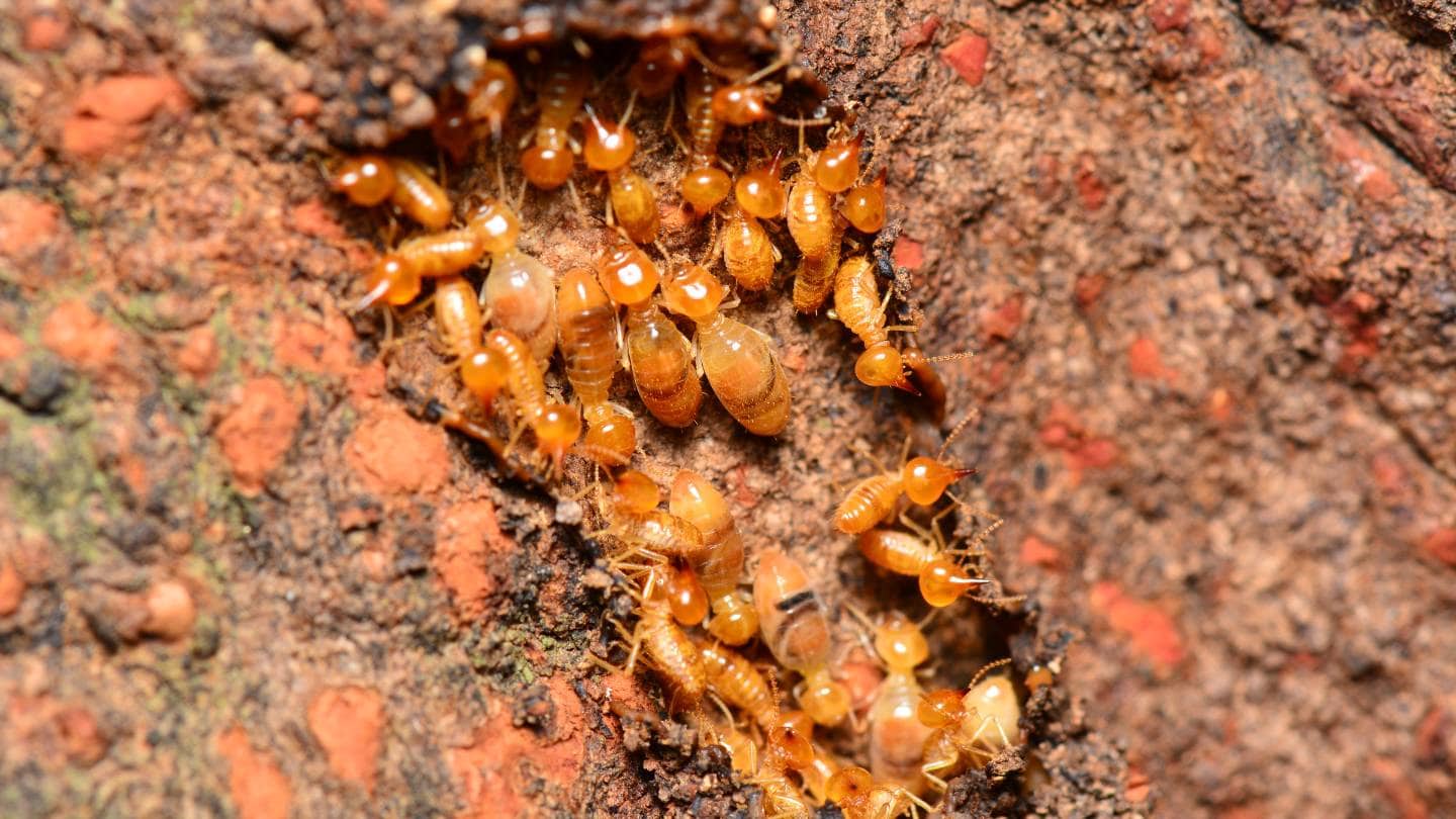 Termite Protection Sydney: 5 Mistakes Homeowners Should Avoid