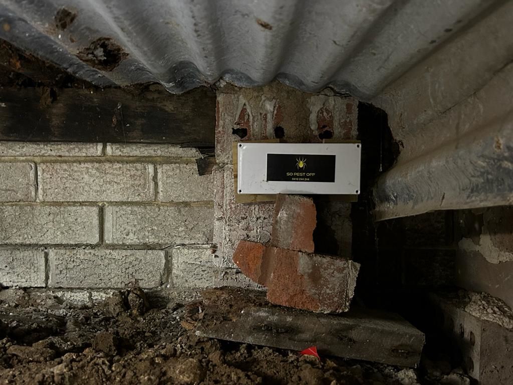 Pest Control Termite Treatment Sydney: How Long Before You See Results