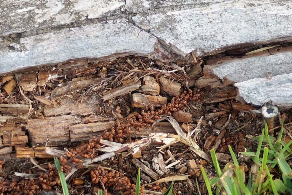 Termite Protection Sydney: 5 Mistakes Homeowners Should Avoid