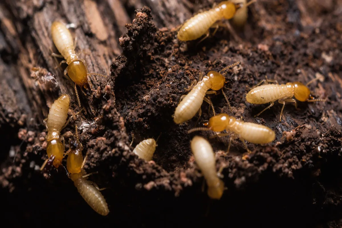 Pest Control Termite Treatment Sydney: How Long Before You See Results
