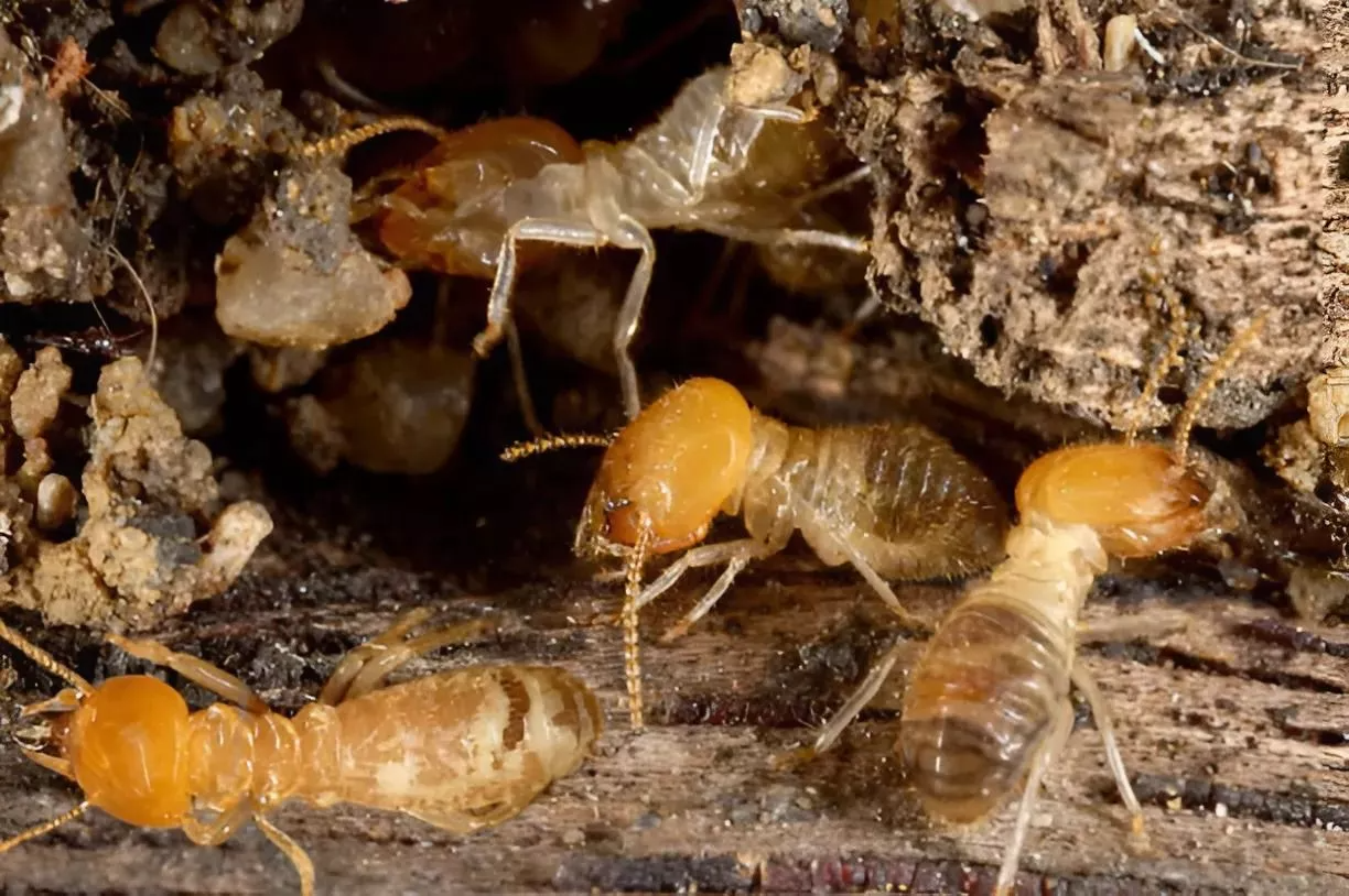 Pest Control Termite Treatment Sydney: How Long Before You See Results